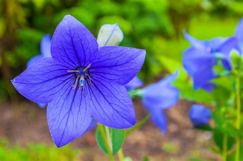 桔梗 風水|桔梗(キキョウ)の花言葉｜花が咲く時期や見頃の季節は